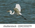 Great Egret Is Taking A Fish In ...