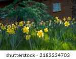 perfect condition Yellow daffodil flowers. Selective Focus Middle one. Flawless Narcissus flowers in sunlight