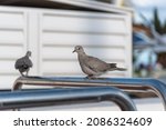 Couple Of Grey Turtledoves On A ...