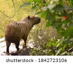 Capybara In The Citt Park