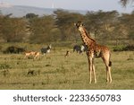 Giraffe and other animals in reservation of Kenya