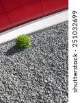 Small photo of puristic garden design, minimalism, box tree in gravel bed