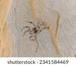 Small photo of Italian fossils, testimony of the world of millions of years ago, leaves and insects trapped in the stone. Incredibly also flies, flowers, and a spider, dragonfly wings. The magical world of fossils.