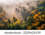 Aerial view of beautiful colorful autumn forest in low clouds at sunrise. Top view of orange and green trees in fog at dawn in fall. View from above of woods. Nature background. Multicolored leaves