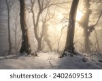 Snow-covered forest in morning fog. Winter landscape with snowy trees at sunrise. Wintry woods in misty conditions. Frosty winter scene. Enchanting foggy woods. Ethereal winter woodland. Snowscape