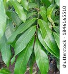 Small photo of Green black sapote leaves look fresh
