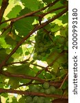 Green Grapes On A Vine  With...