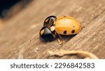 Small photo of One Ladybug devouring another, cannibalism between the same species. Coccinellidae