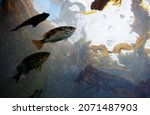 Small photo of Underwater view of a school of fish swimming among the brown algae that provide a shelter or substratum for a wide range of fish in the ocean a testament to the beauty and diversity of marine life