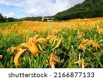 Beautiful orange daylily flowers (Hemerocallis) blooming on the rolling hillside of Liushidan Mountain (六十石山) under blue sky on a sunny cloudy summer day, in Fuli Township, Hualien County, Taiwan