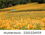 Beautiful orange daylily flowers (Hemerocallis) blooming on the rolling hillside of Liushidan Mountain (六十石山) with a blue umbrella in the flower field, in Fuli Township, Hualien County, Taiwan