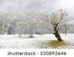 Snow covered maple trees standing on the meadow by the mountainside on a foggy gloomy morning ~ Beautiful scenery of frosted maple trees & the first snow in deep autumn in Austrian Alps ~ Frozen world