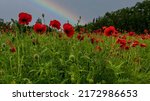 Rainbow And Red Poppy Field...