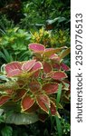 Small photo of Coleus Leaves are banded and veined with multiple improbable colors like purple, lime, red, brown, white, and copper, in a variety of lacy or plain shapes.