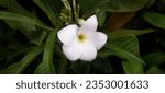 Small photo of White colour Plumeria pudica or Nag champa flowers pattern and blooming image photography.