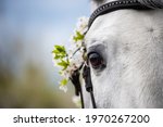 Close Up Portrait Of Gray Horse ...