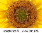 Sunflower Florets Close Up...