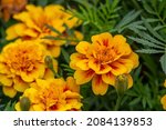 Yellow Marigolds Flowers On A...
