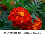 Orange Marigolds Flower On A...