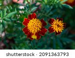 Red And Yellow Tagetes Patula...