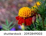 Red And Yellow Tagetes Patula...