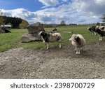 Small photo of Jakob‘s Sheep in a park in Bavaria 2023