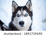 Dog Siberian Husky Blue eyes in winter forest with snow