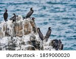 Bird Colony Of Guano Cormorant...
