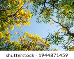 Background texture of the bottom view of the tabebuia trees with the blossom yellow flowers with the blue sky in the center