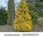 Small photo of Yellow young shoots thuja occidentalis growing in garden. Evergreen coniferous tree twigs of western thuja salland. Nature concept for design family cupressaceae. Yellow-green foliage on branch.