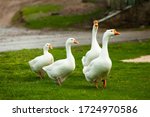 Flock Of White Domestic Geese...