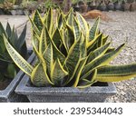 Dracaena trifasciata, or better known as mother-in-law's tongue. Mother-in-law's tongue is a popular ornamental plant in Indonesia, because it is relatively easy to care for