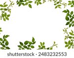 Botanical frame of young leaves and shoots of rosehip isolated on white. Natural green branches and leaves, overlay background. Element for creating collage or design, greeting cards, invitations.