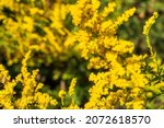 Small photo of Close up of the blooming yellow inflorescence of Solidago canadensis, known as Canada goldenrod or Canadian goldenrod. Solidii, commonly referred to as goldenrods.