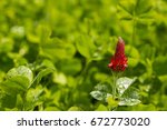 Crimson Clover is plant that helps regenrate the minerals that good growing soil needs to propogate future growth.