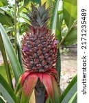 Closeup Of Red Pineapple...