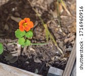  Colorful edible flowers growing in a home garden