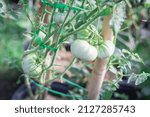 Small photo of Large group of green tomatoes on vine with stretch ties and bamboo stake growing plants in container at organic backyard garden near Dallas, Texas, USA. Unripe fruits of heirloom White Tomesol variety