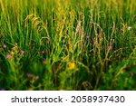 Summer meadow background, selective focus. Natural grass field background for design or project. Summer meadowland texture. High-quality photo