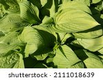 Colorful Variegated Green Hosta ...