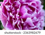 Small photo of Beautiful pink peony, close-up. Bright congratulation on the holiday. Peony petals background. Big peony bud for poster, calendar, screensaver, wallpaper, banner, cover, website. High quality photo