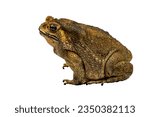 Small photo of Side view big local common toad or big frog, asia toad, Full body of simply the toad standing, bufo on white background with clipping path include