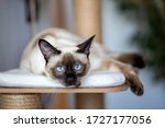 Pet Animal  Siamese Kitten Cat