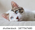 Blue Eyed Cat  White Cat. Alone ...
