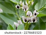Small photo of Broad bean plants in flower, variety Witkiem Manita, Vicia Faba also known as field bean, fava, bell, horse, windsor, pigeon and tic bean.