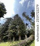 Small photo of Araucaria (Bunya-Bunya), Cibodas Botanical Garden, Cipanas, Cianjur, Indonesia. 25 May, 2023.