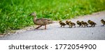 Mother Duck With Ducklings...