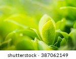 Nature of green leaf in garden at summer under sunlight. Natural green leaves plants using as spring background environment ecology or greenery wallpaper