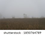 Field in front of foggy woodlands