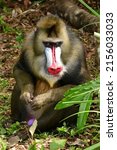 Big Male Mandrill Eating And...